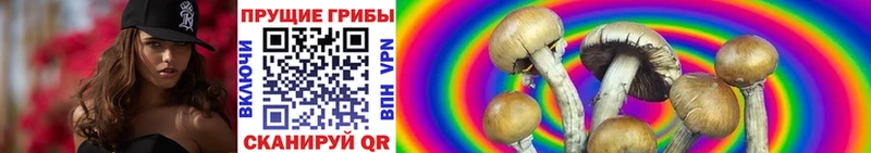купить   Полысаево  Псилоцибиновые грибы Cubensis 
